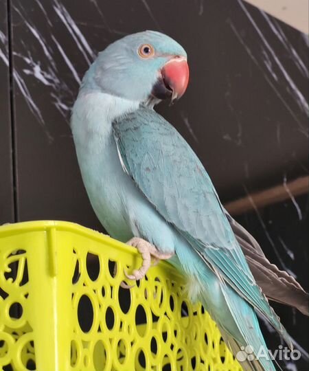 Ожереловый попугай самец