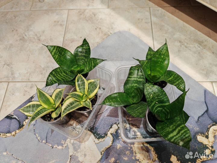 Сансивиерия ханни голд и грин