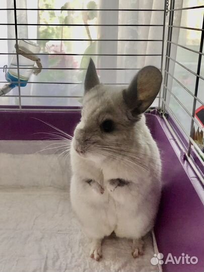 Шиншилла Белый Вильсон