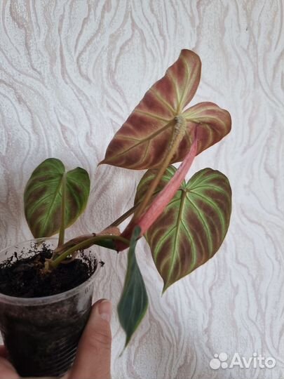 Филодендрон бородавчатый