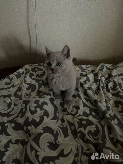 Британская