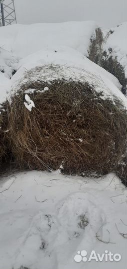 Продажа рулона сено