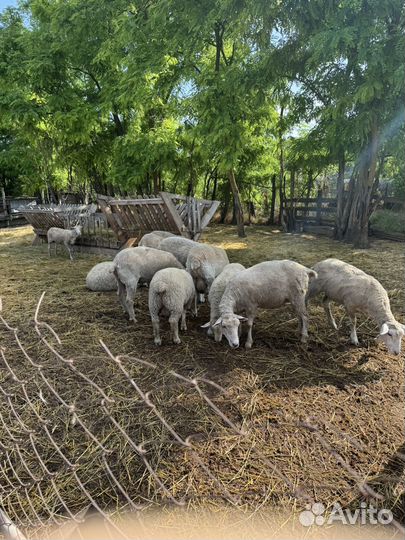 Продаются барашки