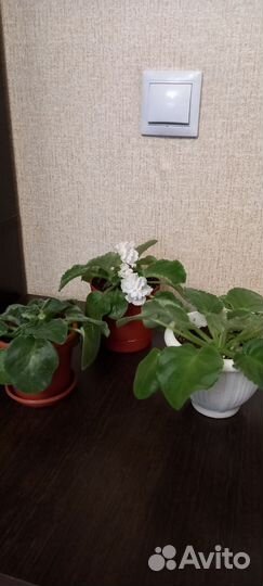 Фиалка в горшках