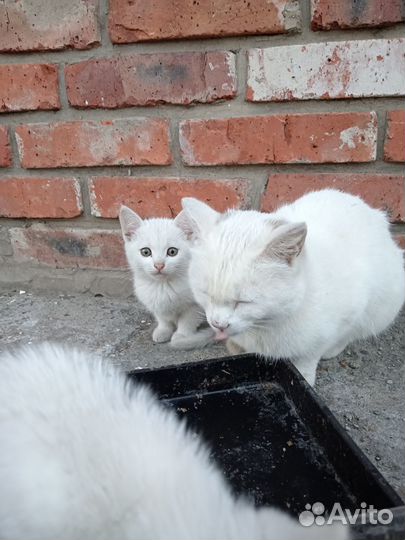 Котята от британской кошки