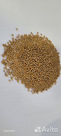 Горчица белая