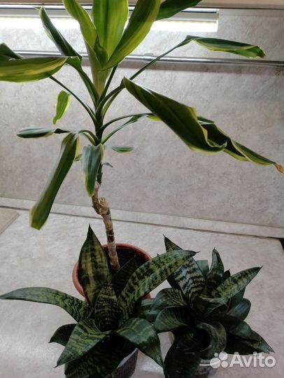 Цветы комнатные