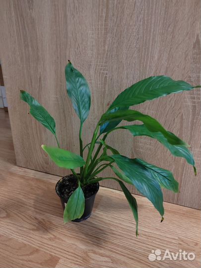 Спатифиллум