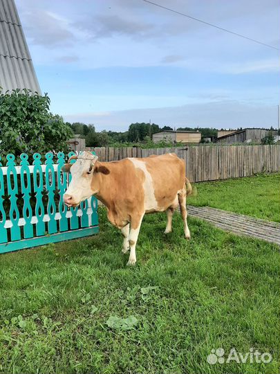 Продам корову