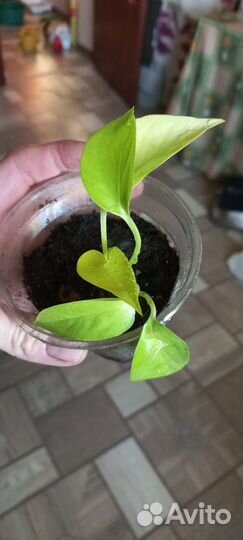 Сциндапсус сортовой