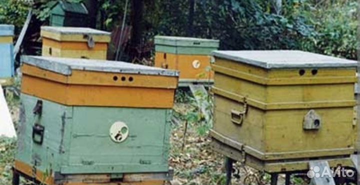 Мед пчелиный