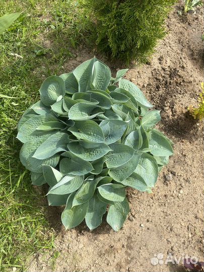 Хосты и гейхеры