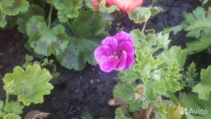 Герань пеларгония