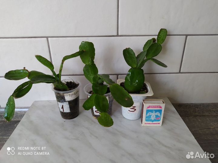 Рипсалидопсис (пасхальник)