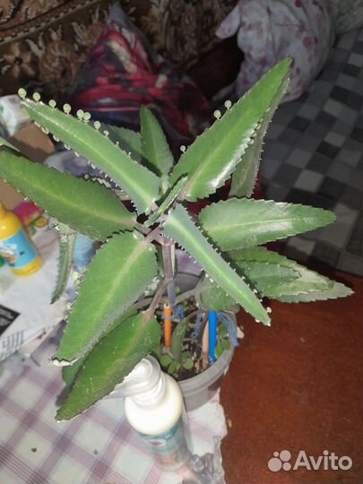 Каланхоэ лечебное