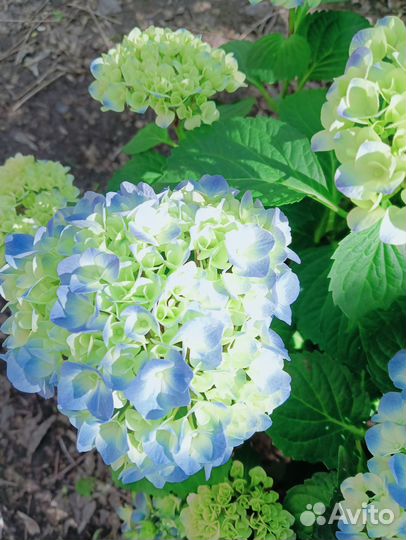 Гортензия крупнолистная