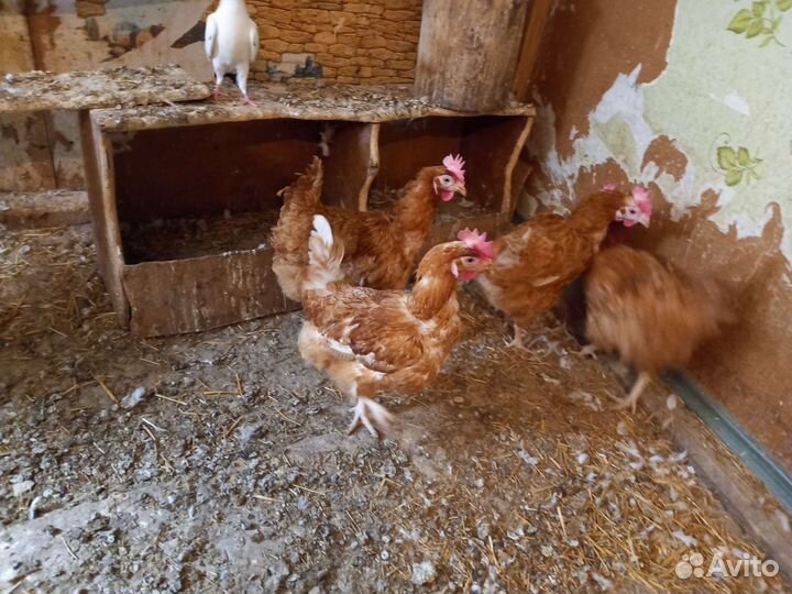 Куры несушки