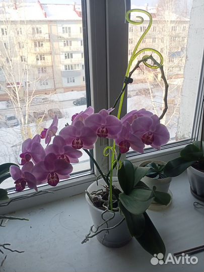 Орхидея фаленопсис