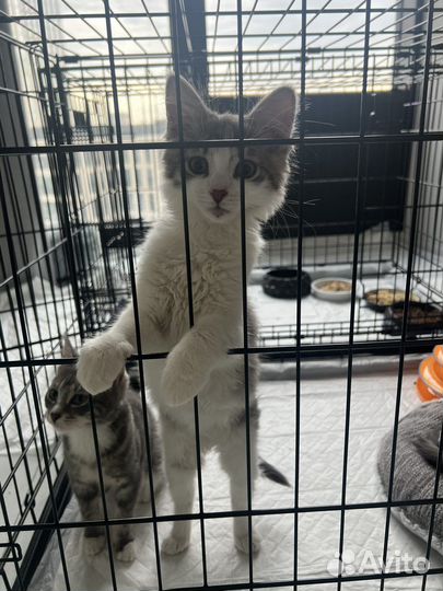 Плюшевый умный котенок мальчик 3 мес