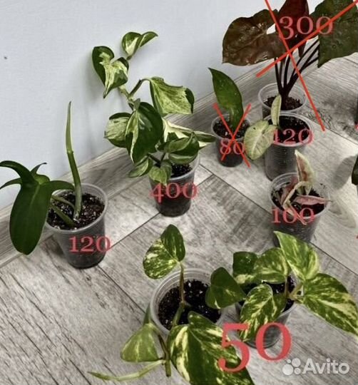 Сингониум неон, арон браун, хеппи лив