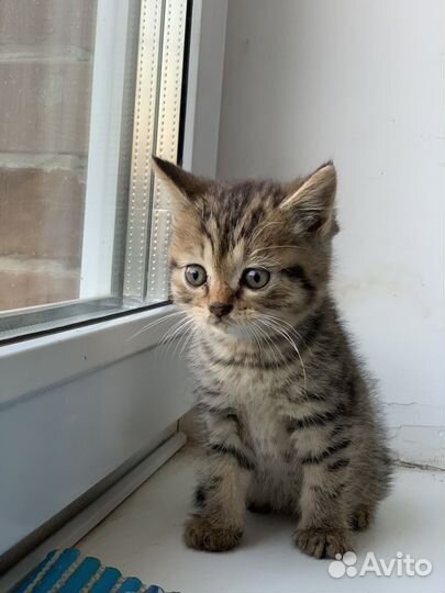 Британские котята