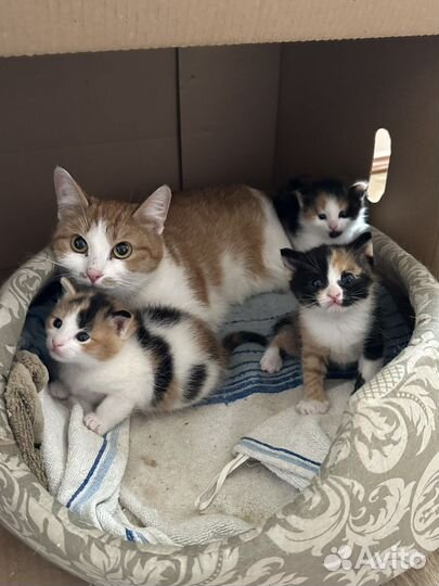 Абрикоска и котята ищут ответственные семьи