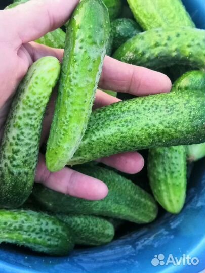 Огурцы свежие домашние