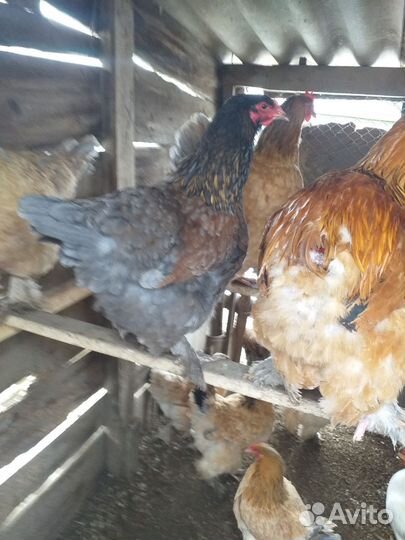 Инкубационное яйцо кур