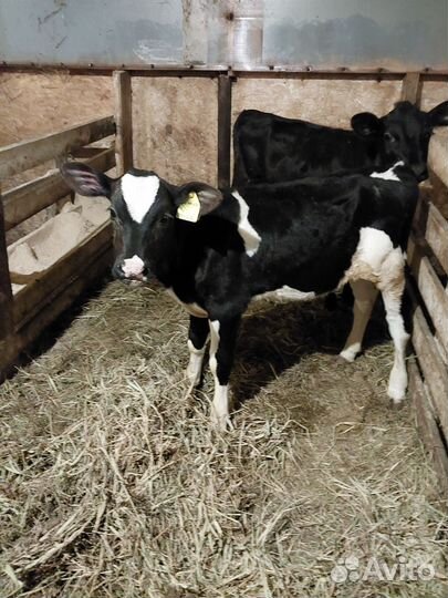 Бычки - Телята