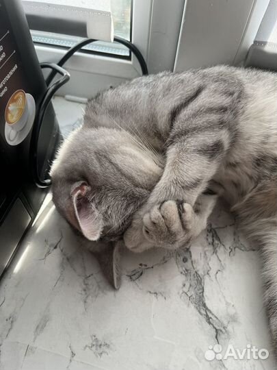 Кошечка ищет дом