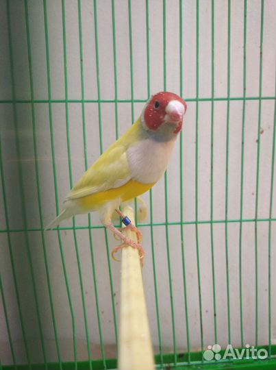 Амадины гульда