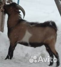 Козел альпийский