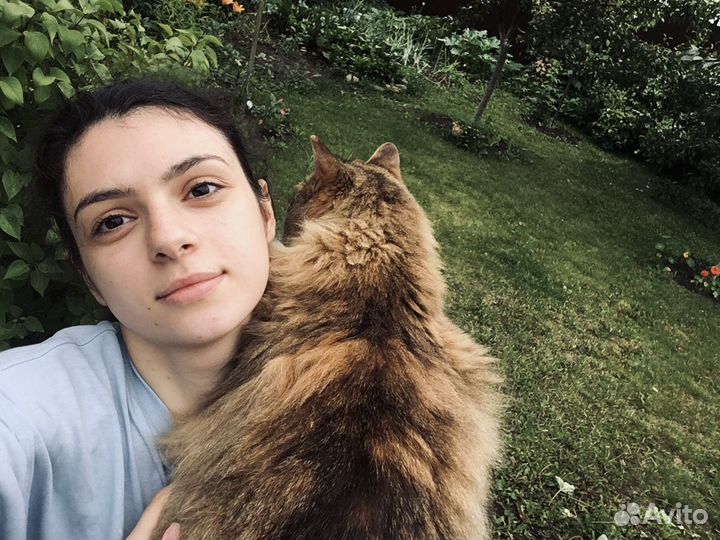 Выгул собак