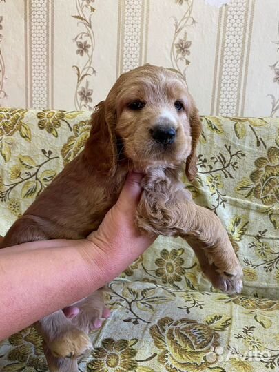 Русский спаниель