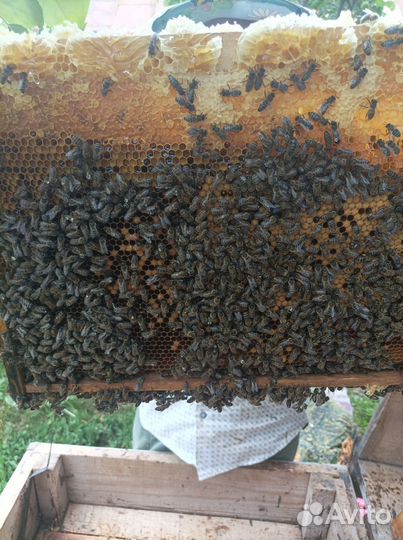 Ульи с пчелами