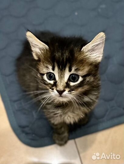 Кошки в добрые руки бесплатно