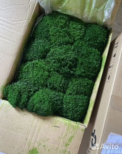 Мох для декора помещений яркие кочки