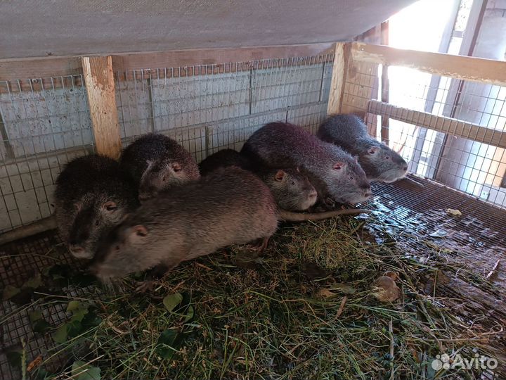 Нутрии самцы