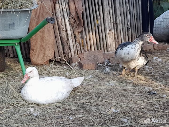 Индоутки на племя