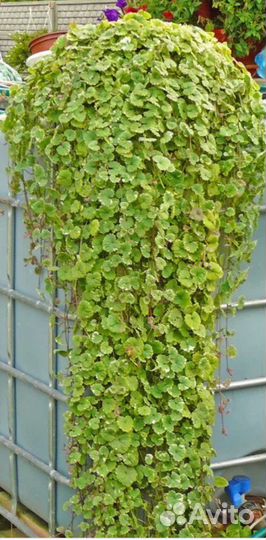 Будра вариегатная-ампельная