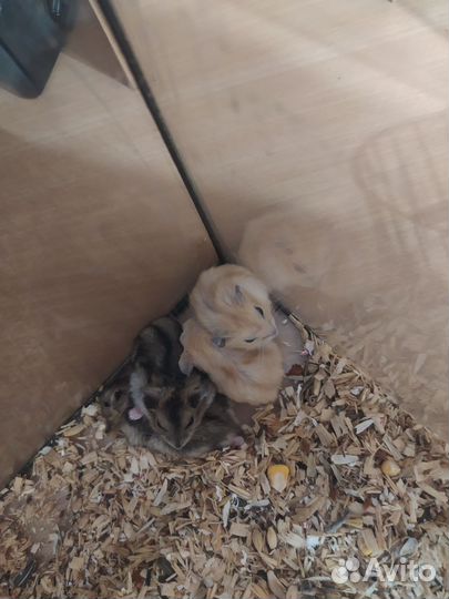 Джунгарский хомяк