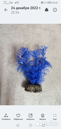 Растение для аквариума