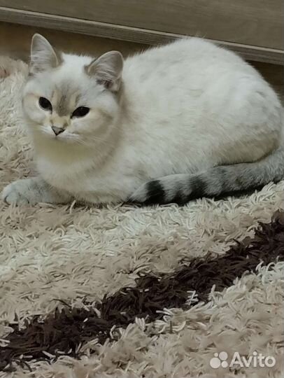 Британская кошка в дар