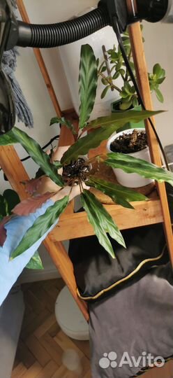 Калатея руфибарфа и фикус лирата