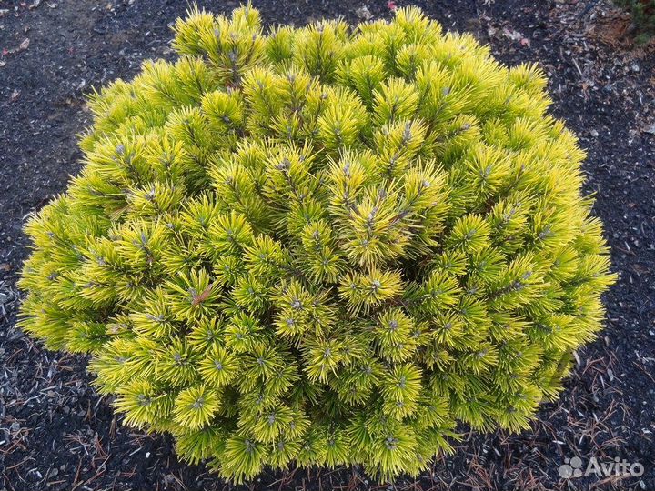 Сосна горная Carsten's Wintergold