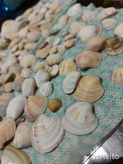 Морские ракушки