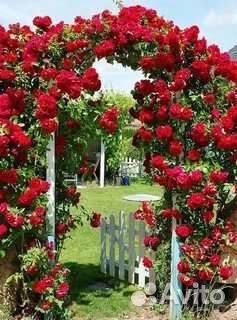 Роза плетистая саженцы