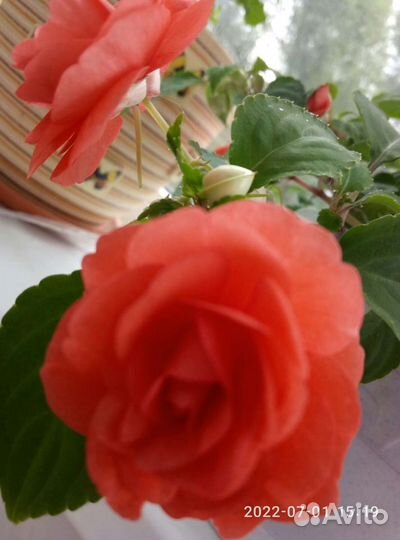 Бальзамин ванька мокрый