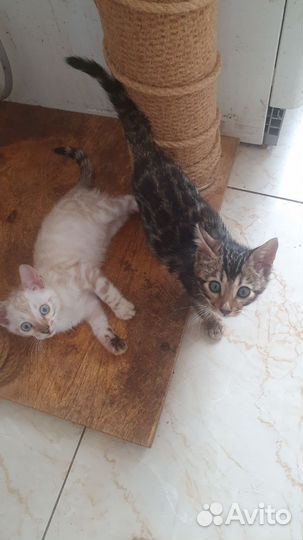 Бенгальские котята
