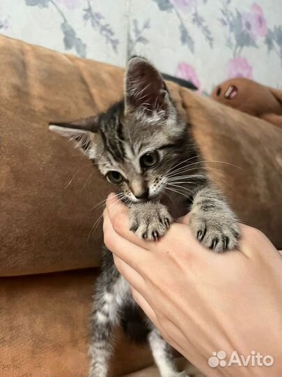 Отдам котенка